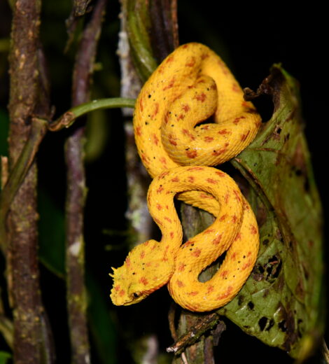 Costa Rica Herping Tour April 8th-16th 2026
